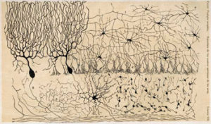 Drawing of neurons by Santiago Ramon y Cajal